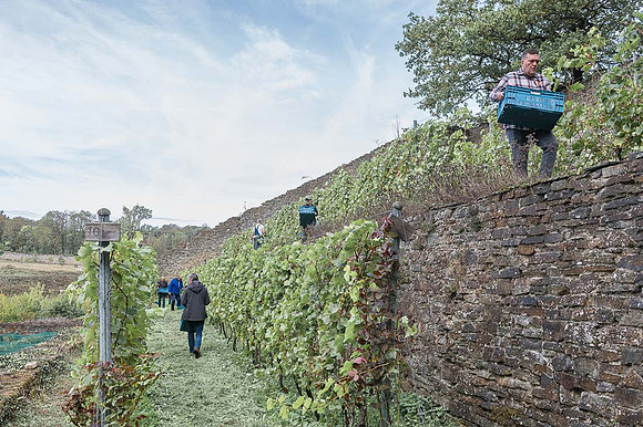 2026 09 19 Vendanges V-l-Vigne n° 42