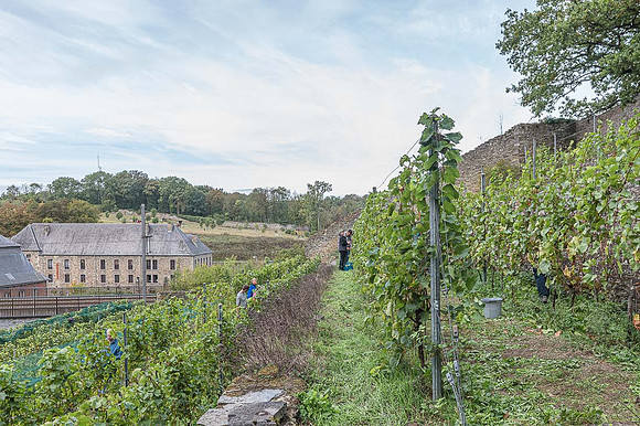 2026 09 19 Vendanges V-l-Vigne n° 39