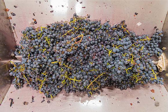 2026 09 19 Vendanges V-l-Vigne n° 23