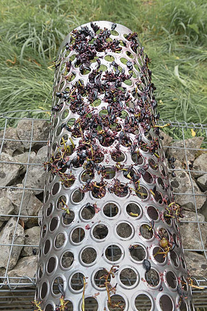 2026 09 19 Vendanges V-l-Vigne n° 56