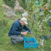 2026 09 19 Vendanges V-l-Vigne n° 14