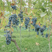 2026 09 19 Vendanges V-l-Vigne n° 06