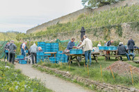 2026 09 19 Vendanges V-l-Vigne n° 20