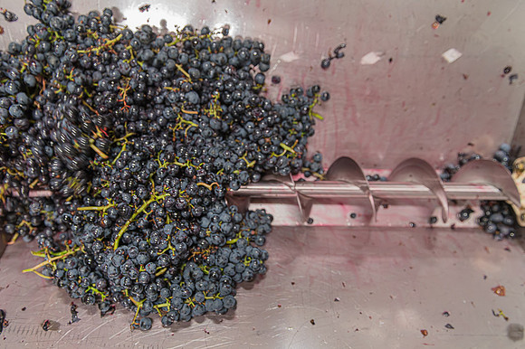 2026 09 19 Vendanges V-l-Vigne n° 25