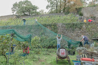 2026 09 19 Vendanges V-l-Vigne n° 10