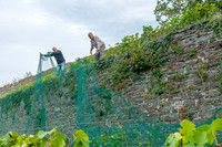 2026 09 19 Vendanges V-l-Vigne n° 11