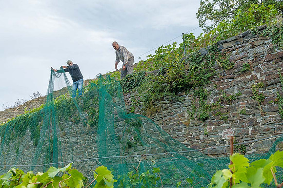 2026 09 19 Vendanges V-l-Vigne n° 11