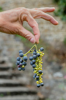 2026 09 19 Vendanges V-l-Vigne n° 16