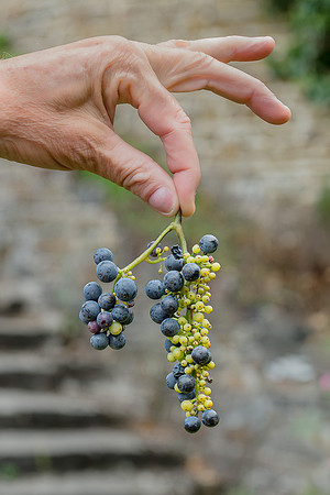 2026 09 19 Vendanges V-l-Vigne n° 16