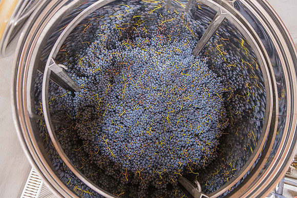 2026 09 19 Vendanges V-l-Vigne n° 35