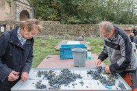 2026 09 19 Vendanges V-l-Vigne n° 15