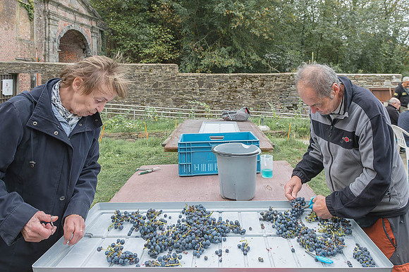 2026 09 19 Vendanges V-l-Vigne n° 15