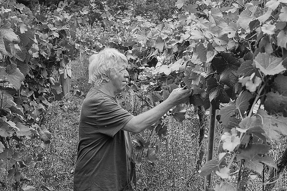 2026 06 29 Poirier du Loup n° 10 N & B
