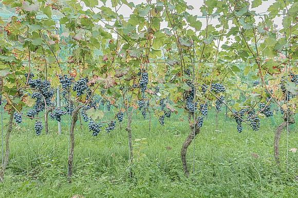 2026 09 19 Vendanges V-l-Vigne n° 05