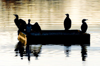 Oiseaux