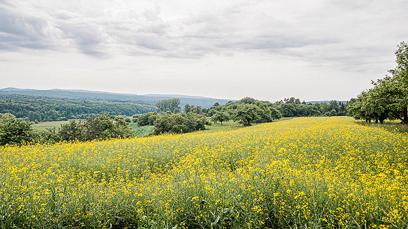 Taunus 2009
