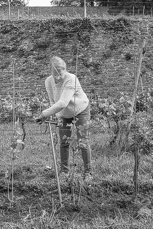 2026 05 16 déherbage n° 13 N & B