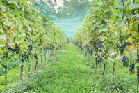 2026 09 19 Vendanges V-l-Vigne n° 07