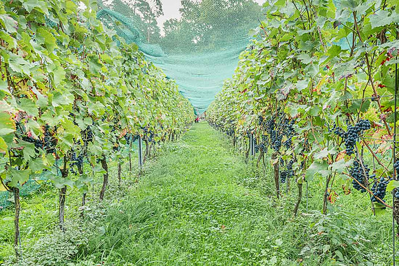 2026 09 19 Vendanges V-l-Vigne n° 07