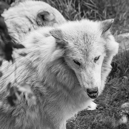 Loup blanc du Canada  -  2025