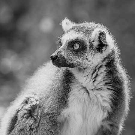 Maki catta, Madagascar  -  2025