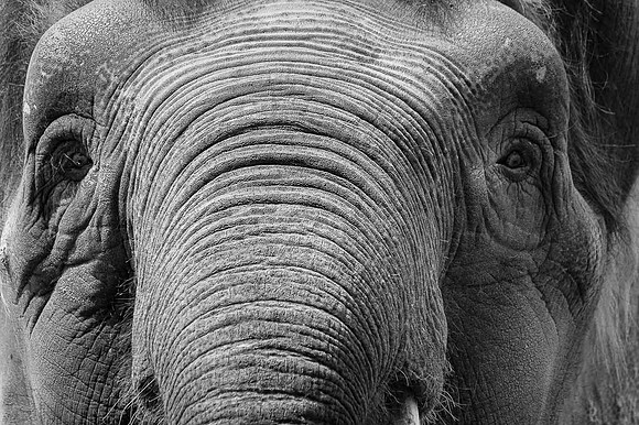 Eléphant d'Asie  -  2025