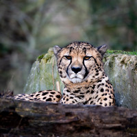 Pairi Daiza