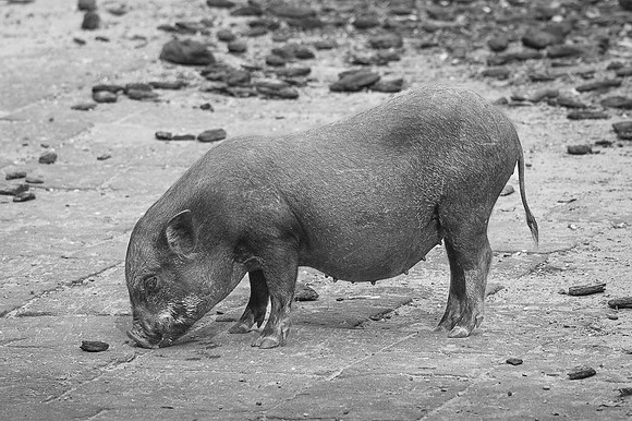 Cochon  -  2025