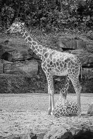 Girafe, Afrique subsaharienne  -  2025