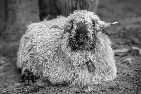 Mouton  -  2025