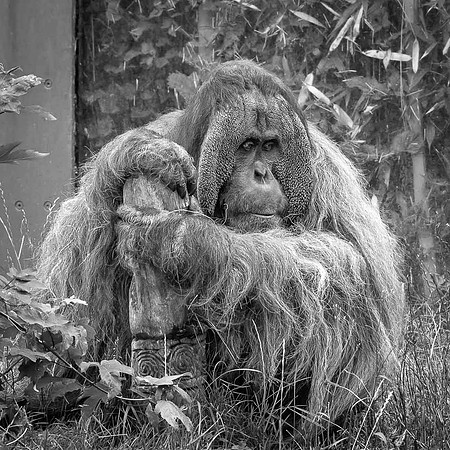 Orang-outan, Sumatre  -  2024