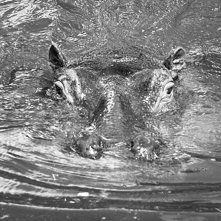 Hippopotame commun, Afrique subsaharienne  -  2024