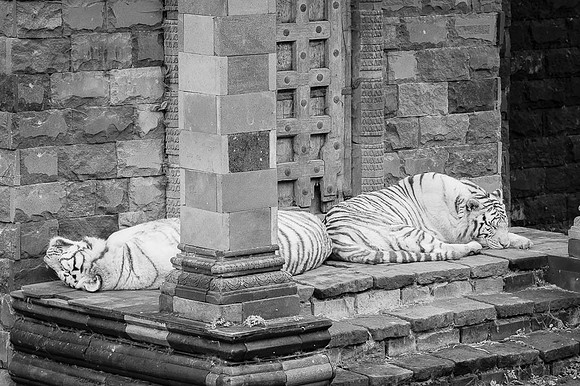 Tigre blanc royal, Bengale  -  2013