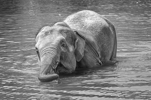 Eléphant d'Asie  -  2024
