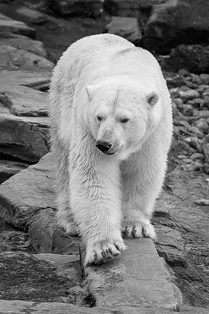 Ours blanc, régions arctiques  -  2023