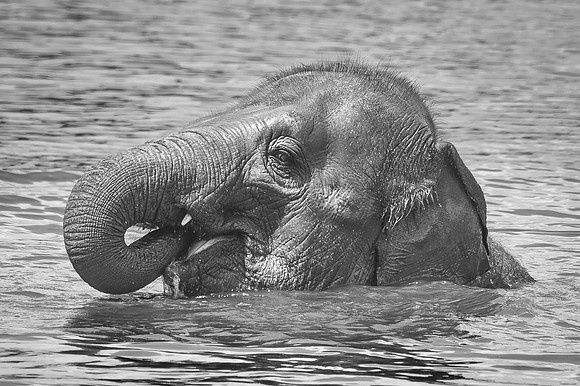 Eléphant d'Asie  -  2024
