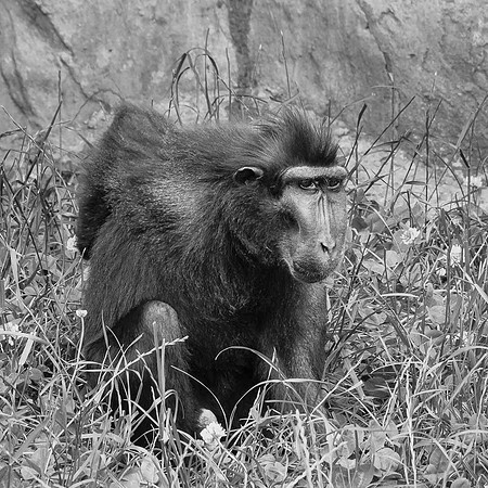 Macaque à crête, Sulawesi  -  2024