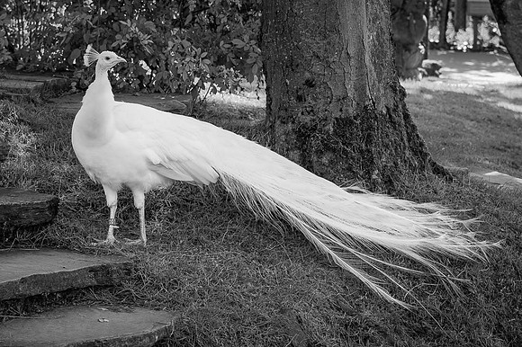 Paon blanc, Asie du Sud  -  2024 -