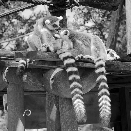 Maki catta, Madagascar  -  2024