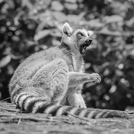 Maki catta, Madagascar  -  2024