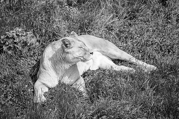 Lionne, Afrique  -  2024