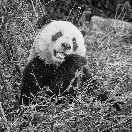 Panda Géant, Chine  -  2023