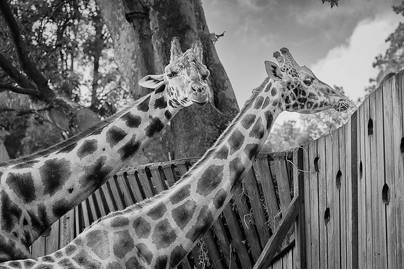 Girafe, Afrique subsaharienne  -  2024