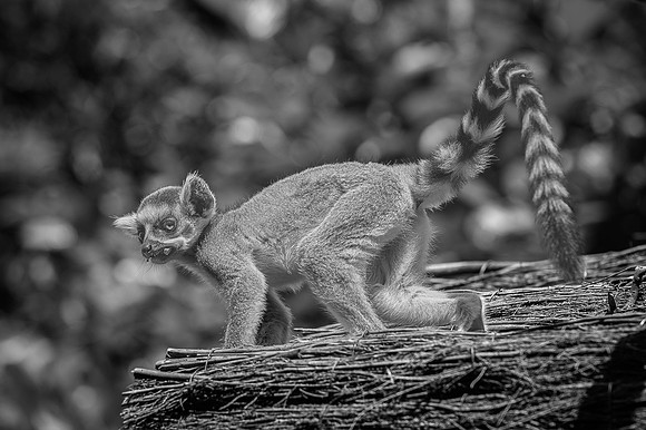 Maki catta, Madagascar  -  2024