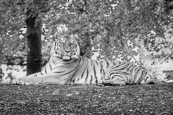 Tigre de Sibérie, Russie E, Chine N-E, Corée du Nord  -  2024