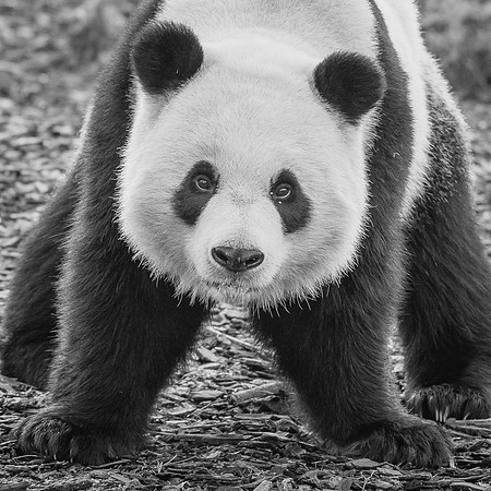 Panda Géant, Chine  -  2023