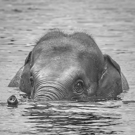 Eléphant d'Asie  -  2024
