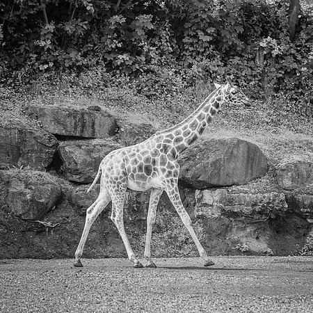 Girafe, Afrique subsaharienne  -  2024