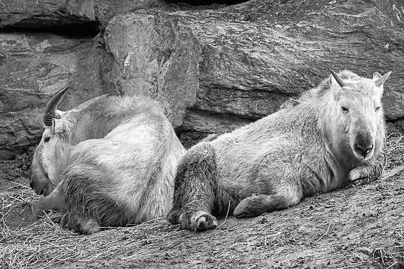 Takin doré, Himalaya, Chine  -  2023