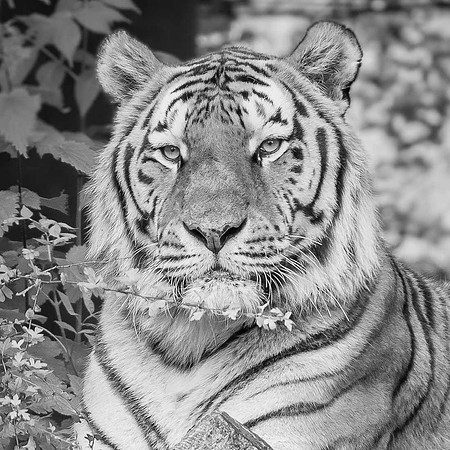 Tigre de Sibérie, Russie E, Chine N-E, Corée du Nord  -  2024
